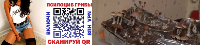 Галлюциногенные грибы MAGIC MUSHROOMS  гидра маркетплейс  Жуков 